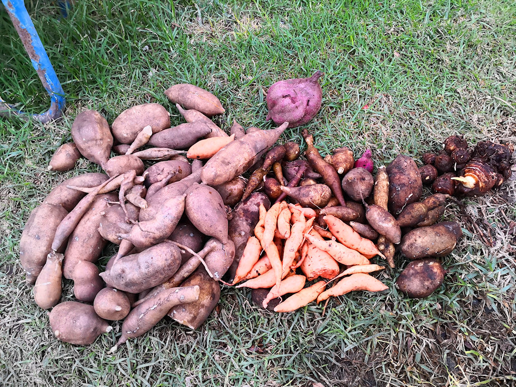 Plant, Food, Produce, Sweet Potato, Vegetable, Fungus, Field, Potato, Outdoors, Ground