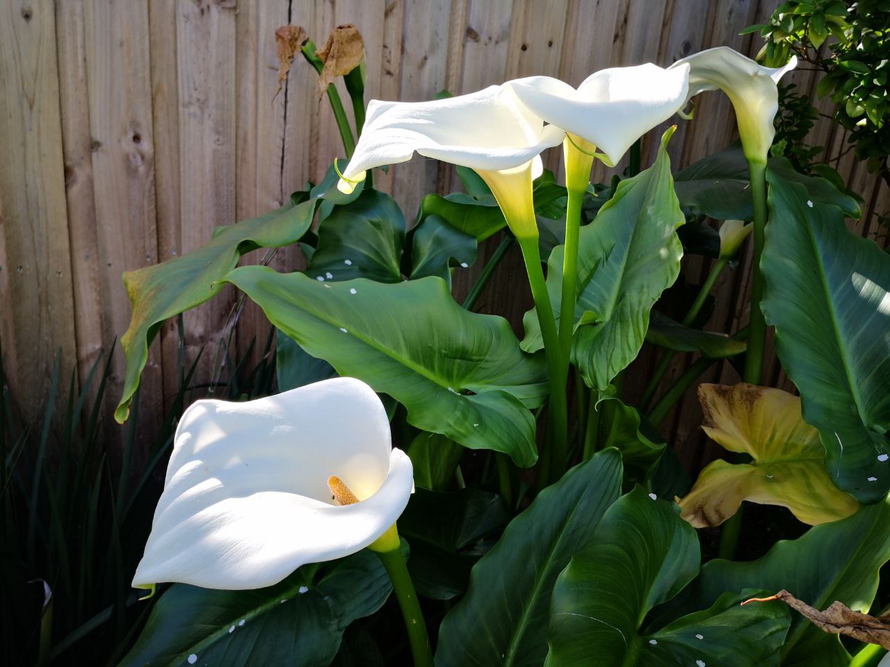Photo Gallery Image of Arum Lily