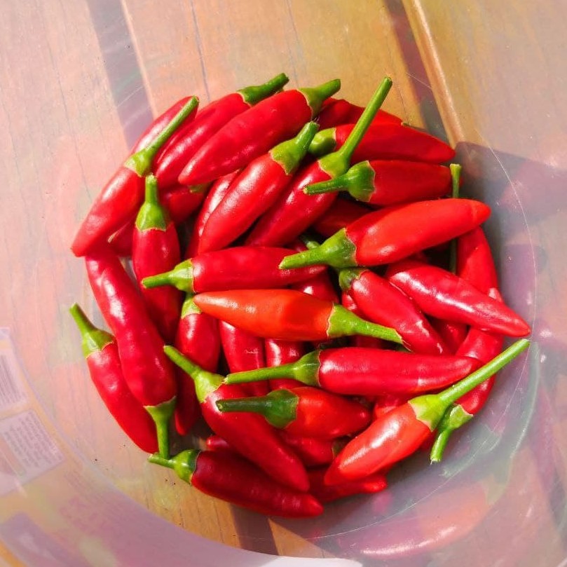 Feature image of Bird's Eye Chilli