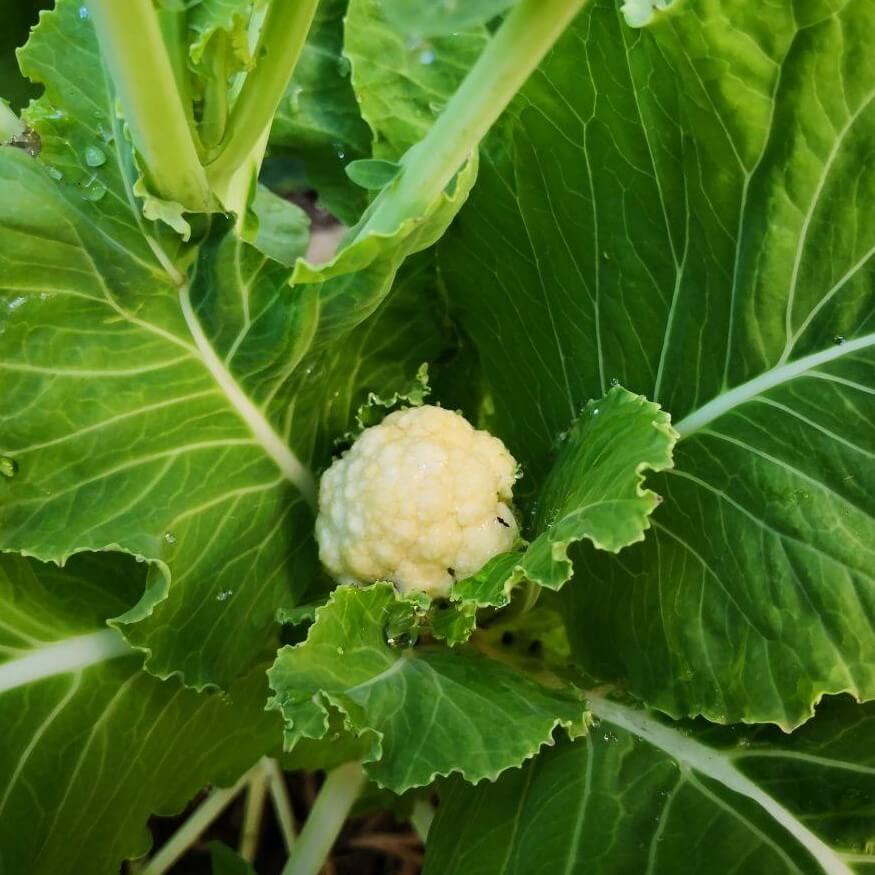 Feature image of Cauliflower