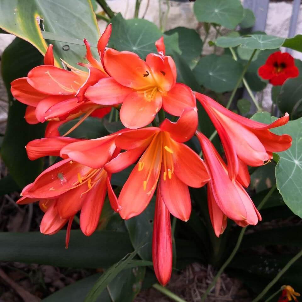 Feature image of Clivia