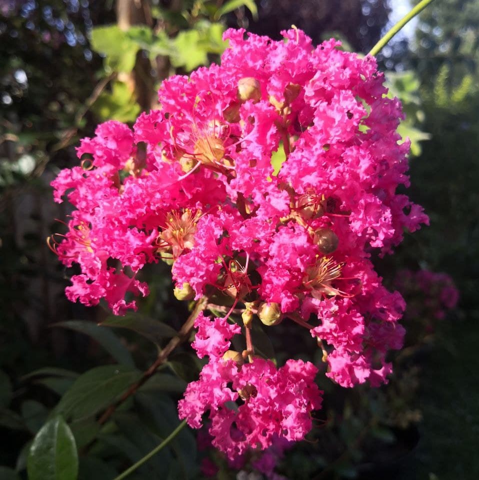 Feature image of Crepe Myrtle