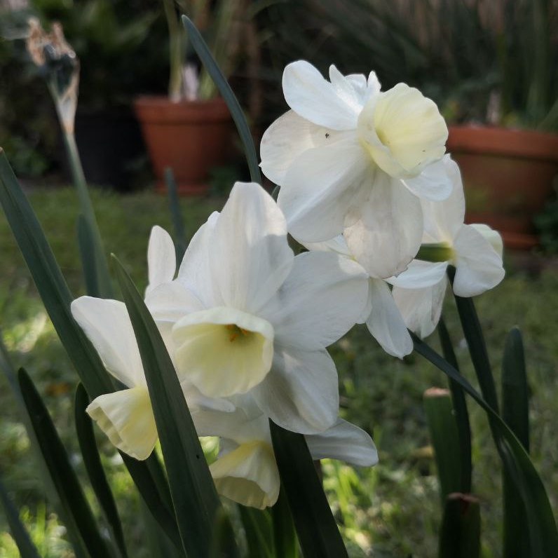 Feature image of Daffodil