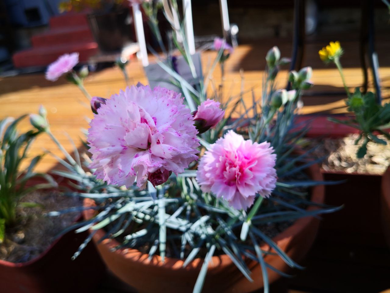 Photo Gallery Image of Dianthus 'Candy Floss'