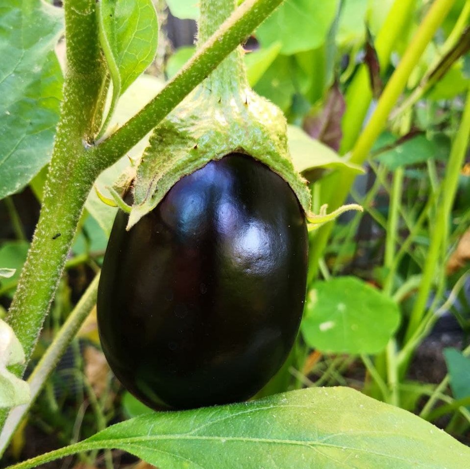 Feature image of Eggplant