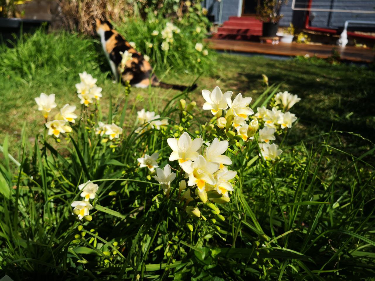 Photo Gallery Image of Daffodil