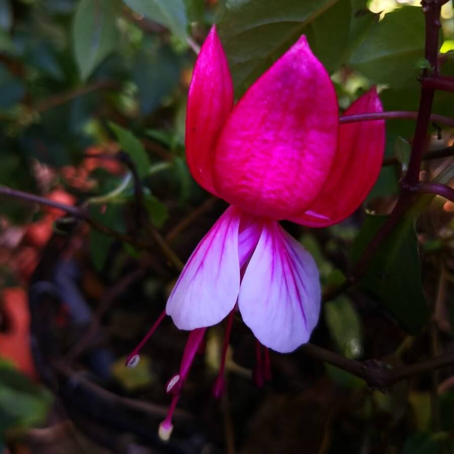 Fuchsia - Plant Gallery & Garden Diary - Nick's Blog
