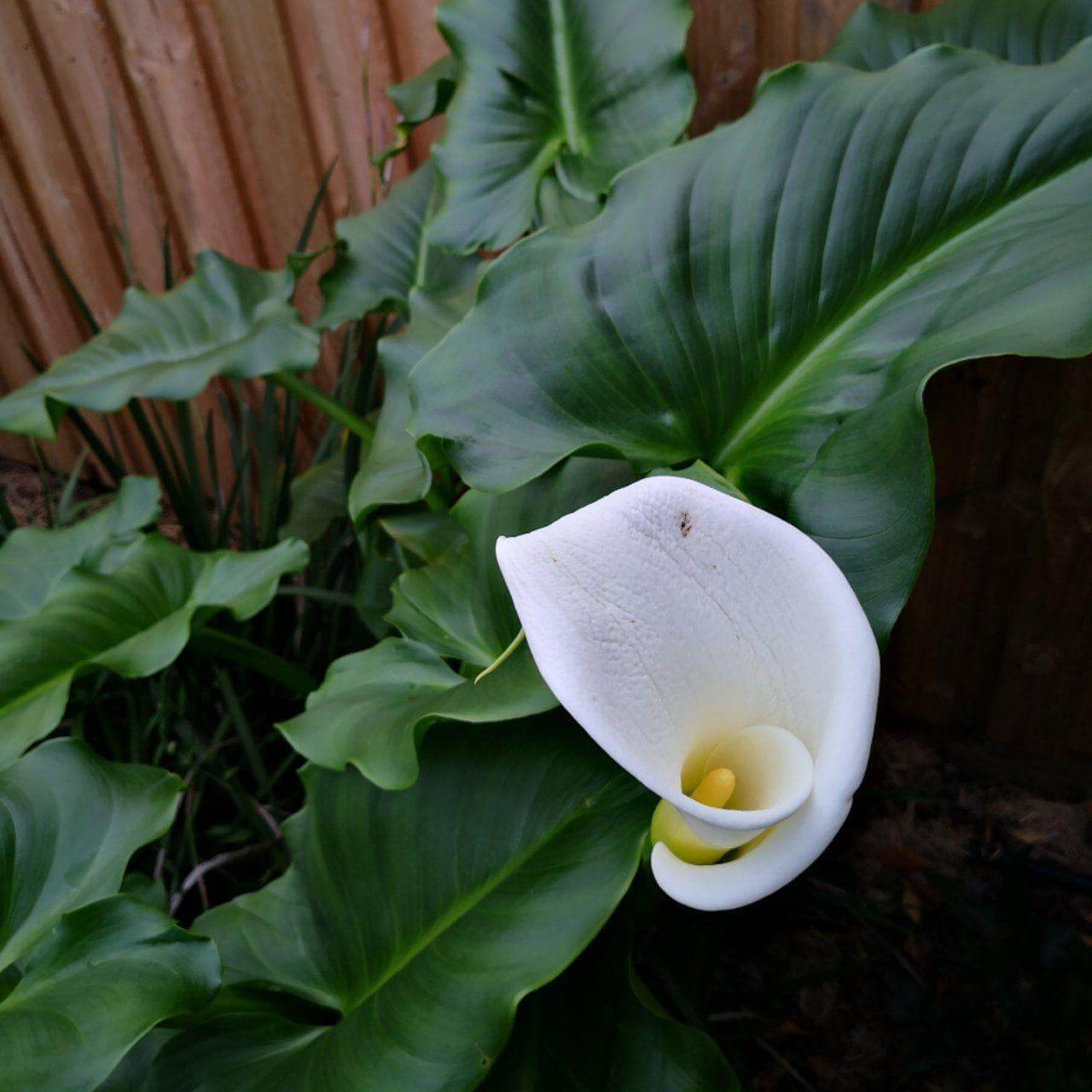Feature image of Arum Lily