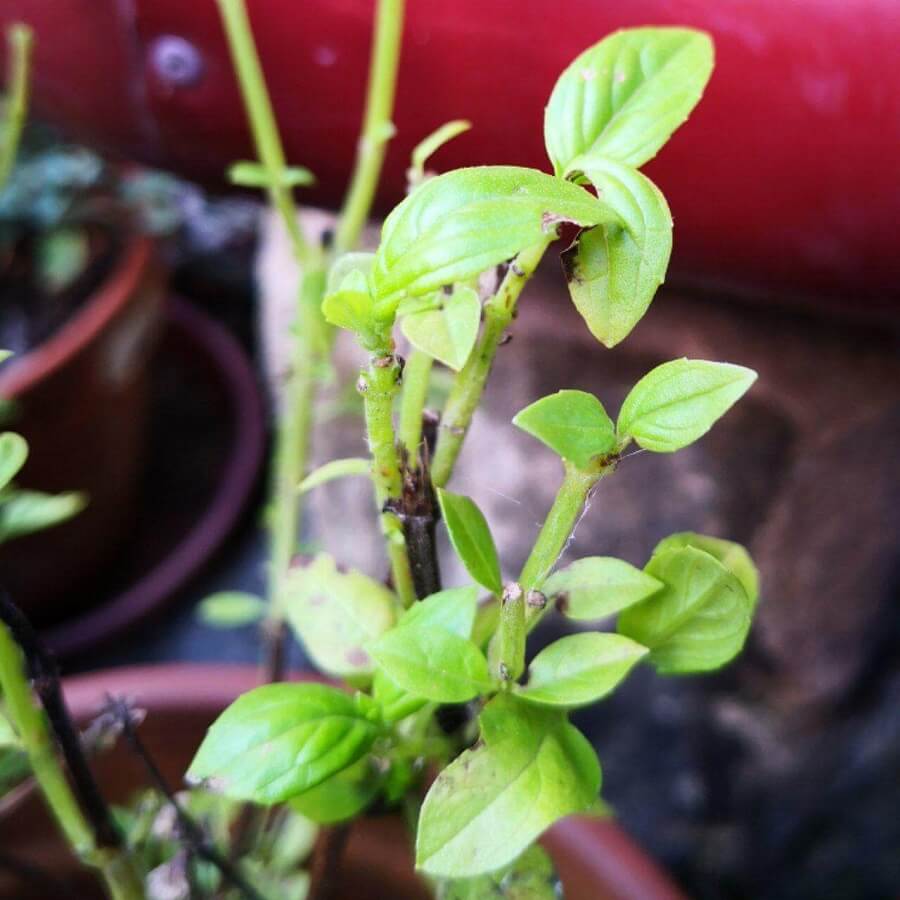 Feature image of Basil