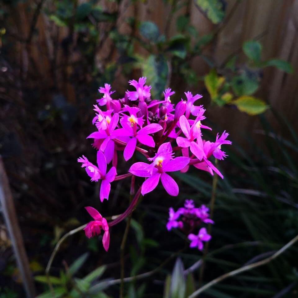 Feature image of Crucifix Orchid