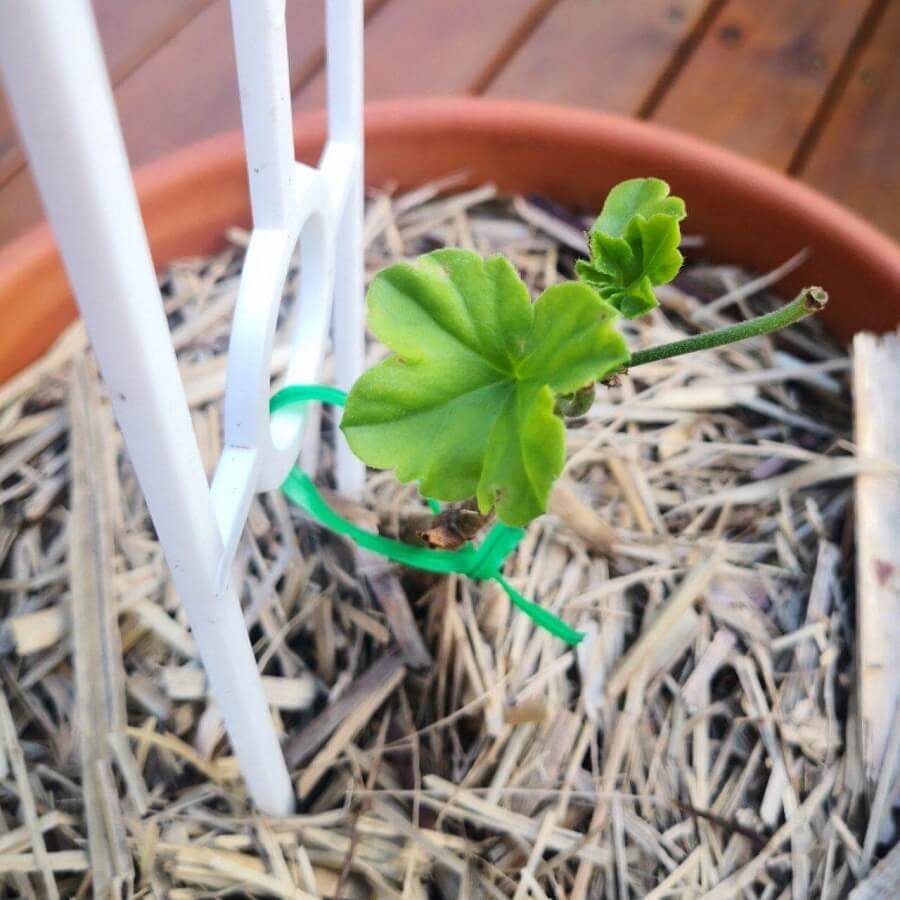 Feature image of Geranium (Ivy leaf)