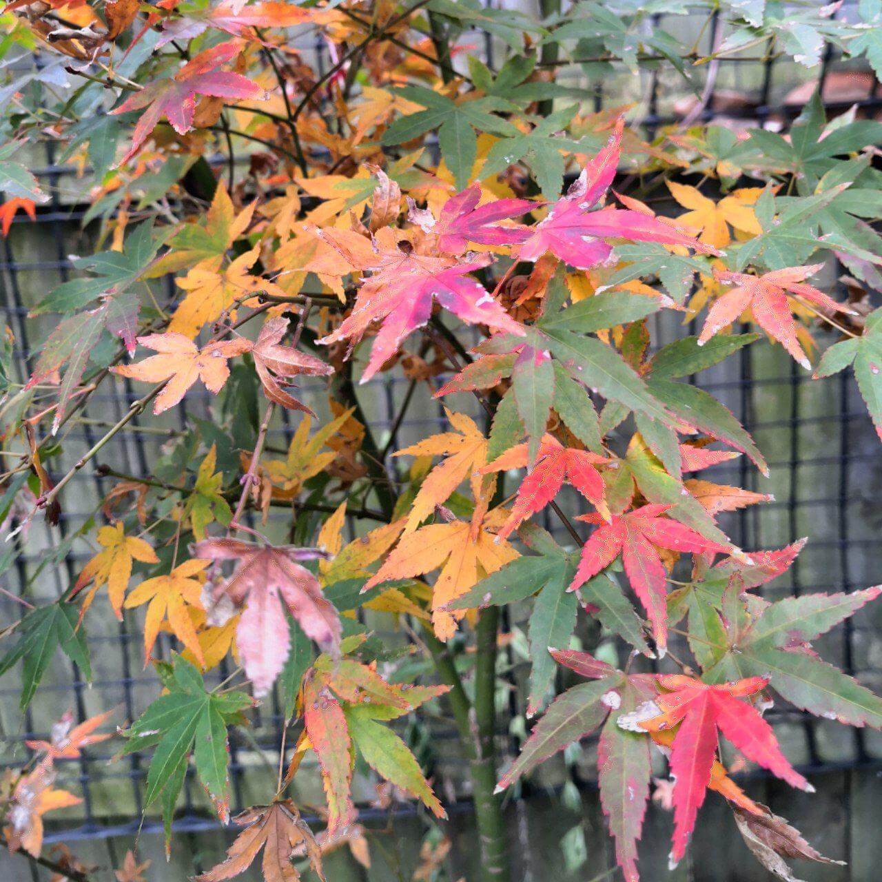 Feature image of Japanese Maple
