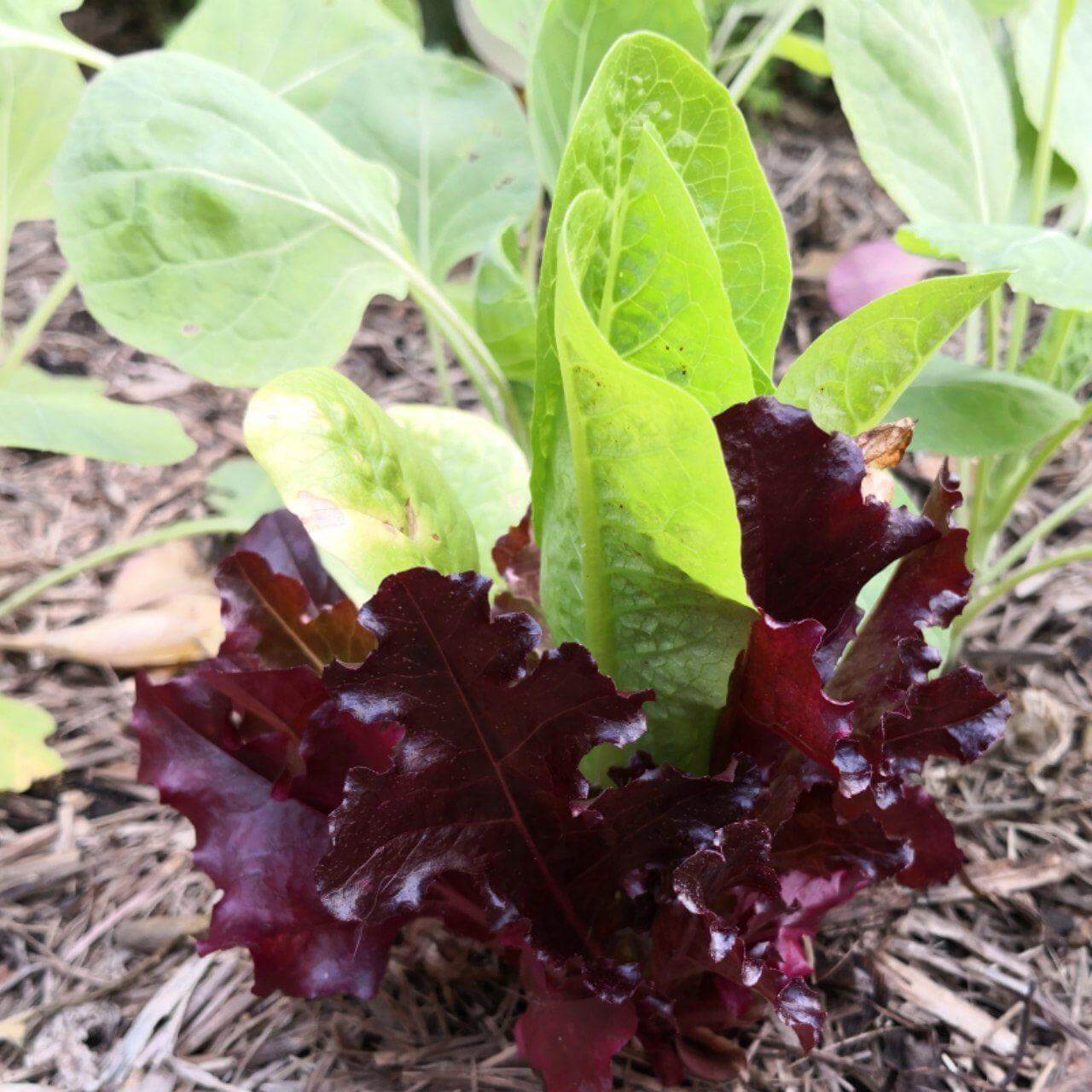 Feature image of Lettuce