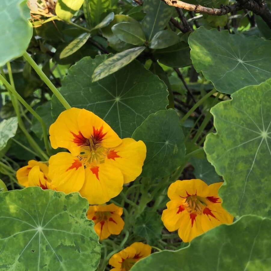 Feature image of Nasturtium