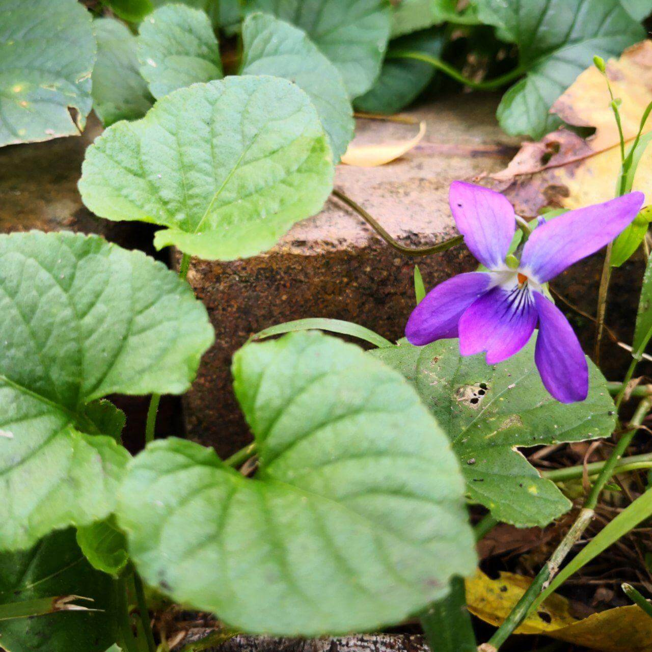 Feature image of Native Violet