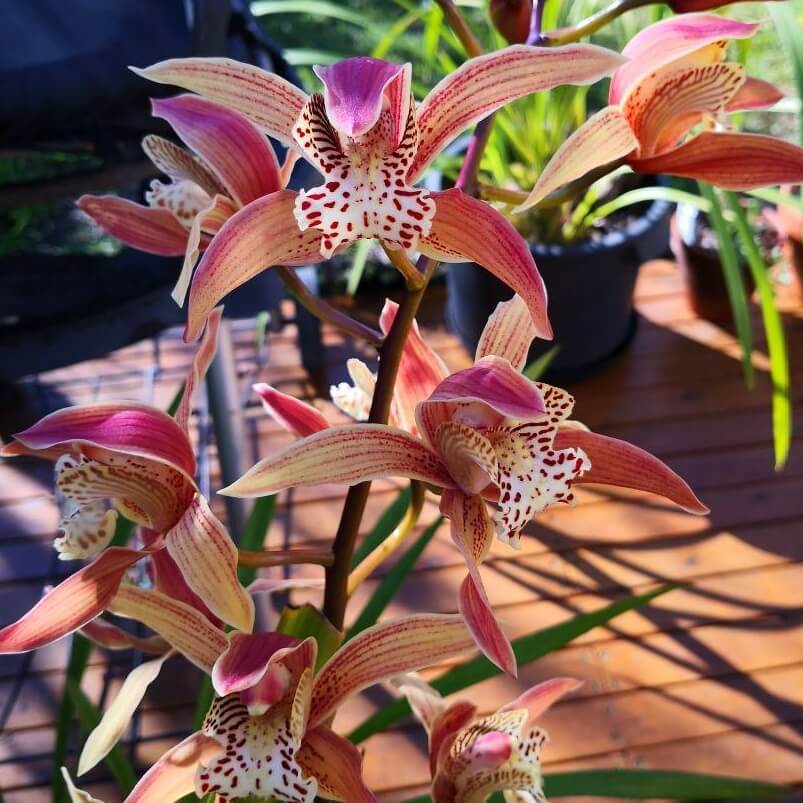 Feature image of Orchid