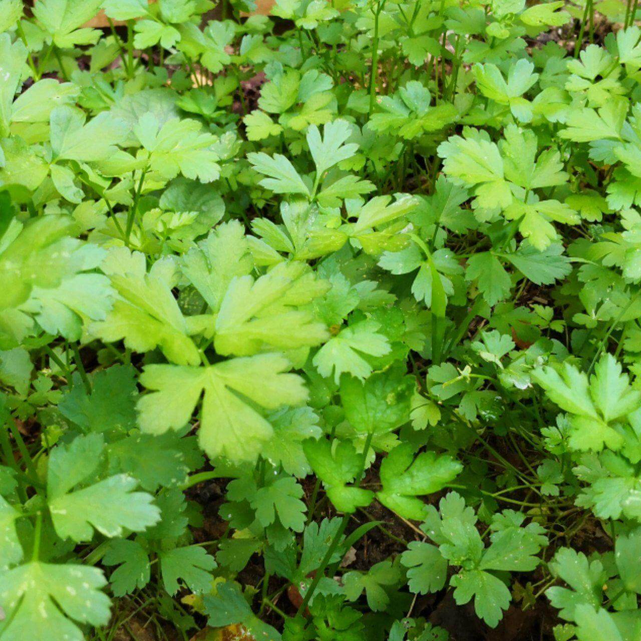 Feature image of Parsley (Flat leaf)
