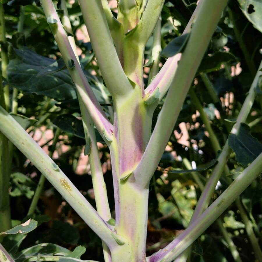 Feature image of Broccoli (Purple)