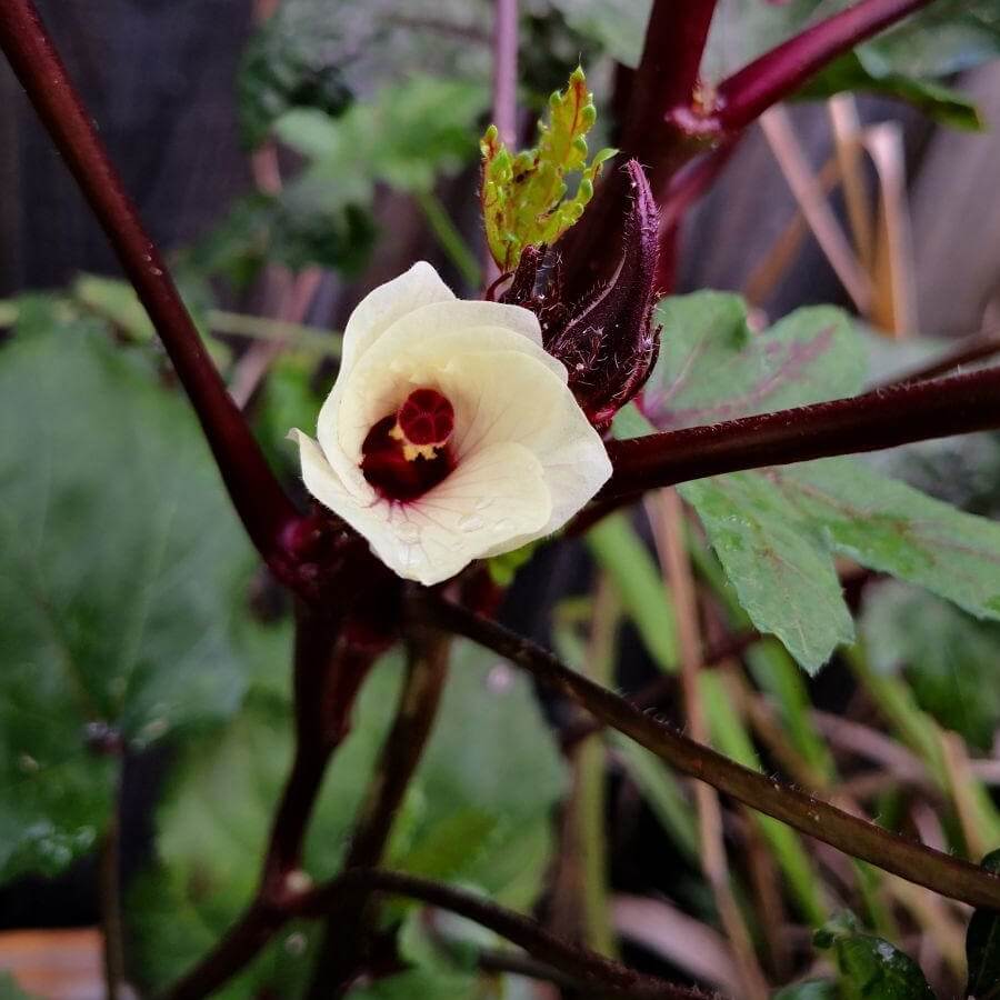 Feature image of Okra (Red)
