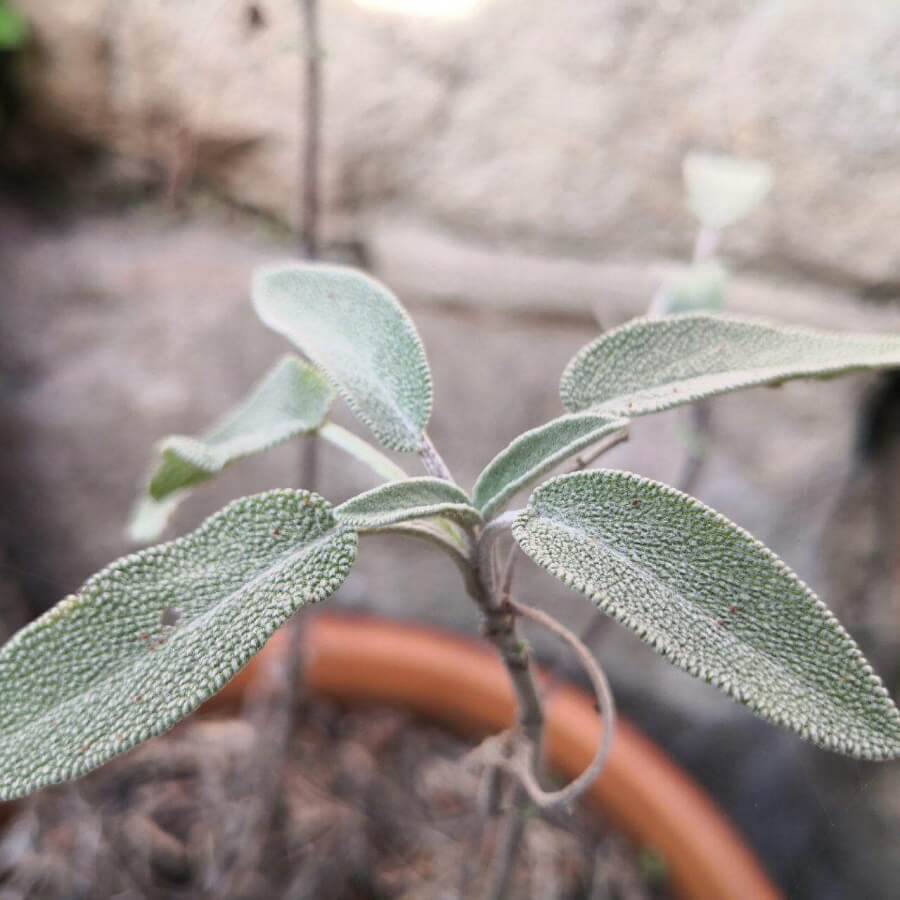 Feature image of Sage