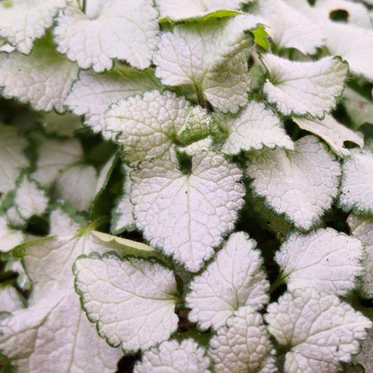 Feature image of Spotted deadnettle