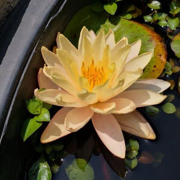 Plant, Flower, Blossom, Lily, Pond Lily, Water, Outdoors