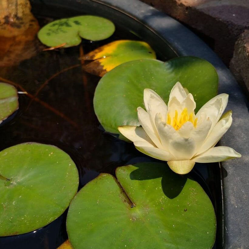 Plant, Flower, Blossom, Lily, Pond Lily, Water, Outdoors