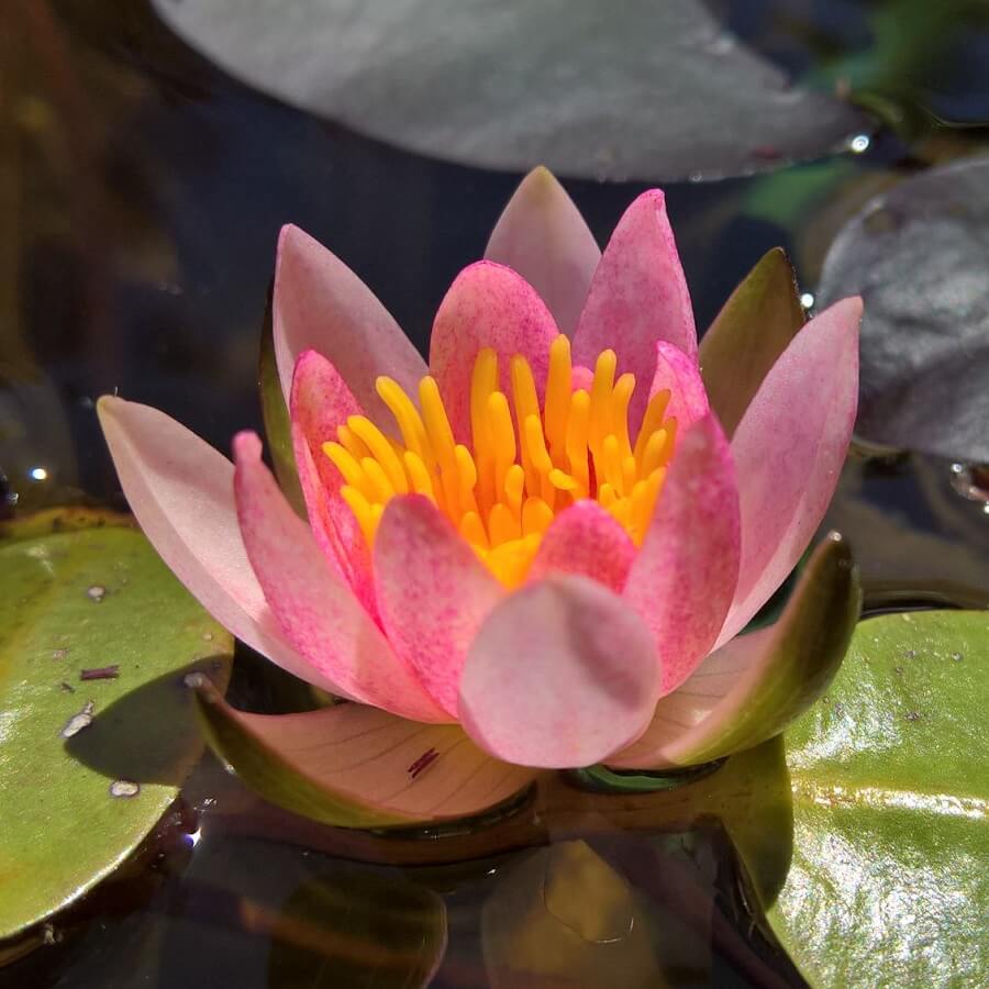 Feature image of Water Lily