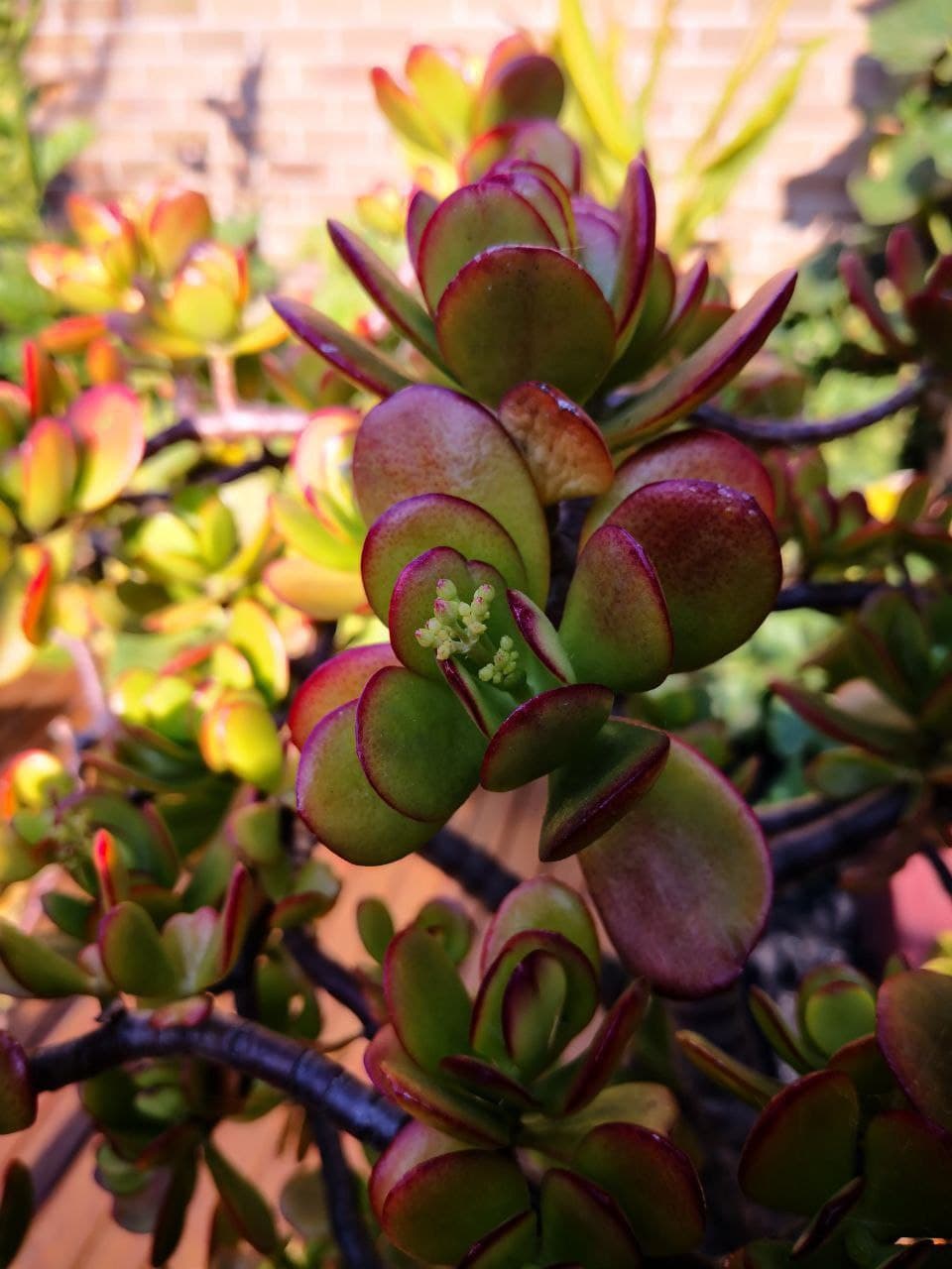 Photo Gallery Image of Jade Plant