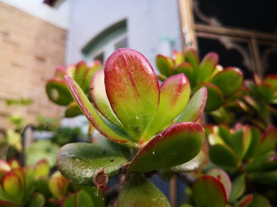 Photo Gallery Image of Jade Plant