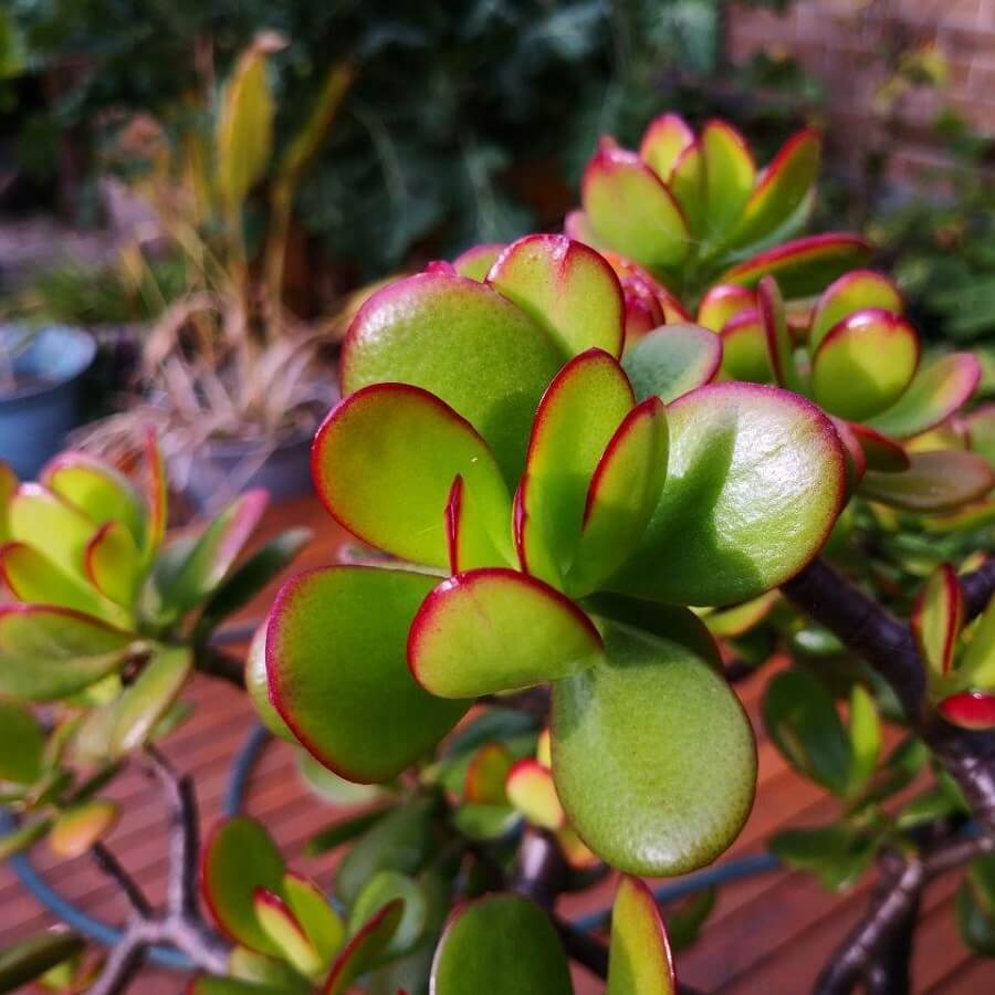 Feature image of Jade Plant