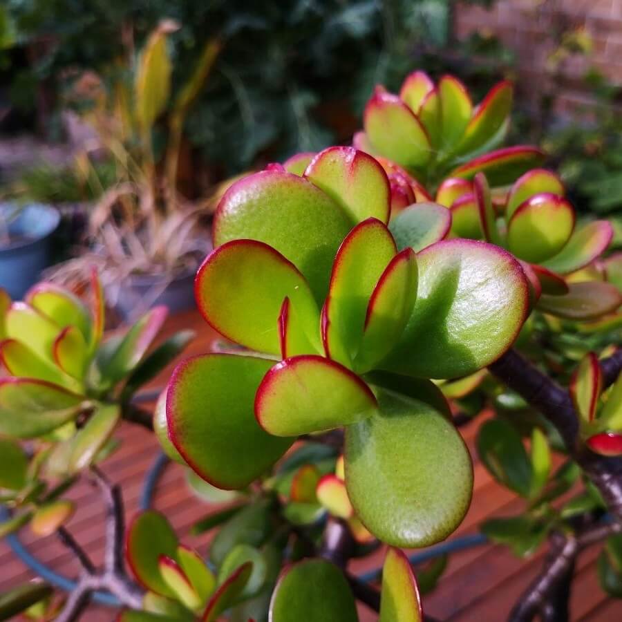 Jade Plant