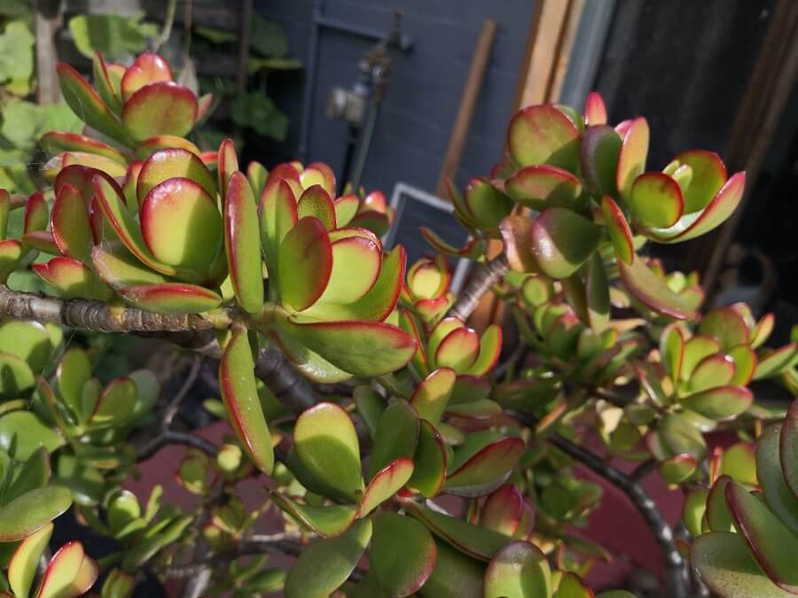 Photo Gallery Image of Jade Plant