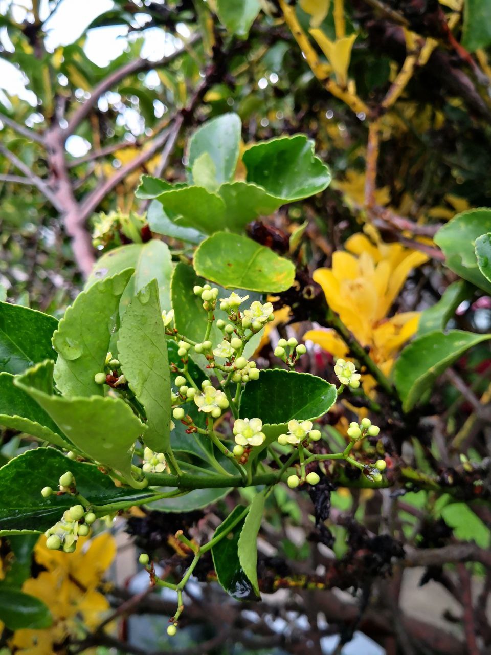 Photo Gallery Image of Japanese Spindle Tree