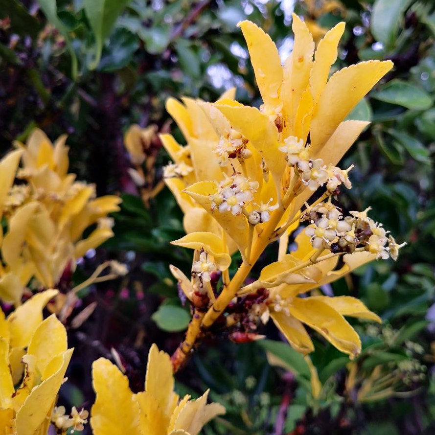 Feature image of Japanese Spindle Tree