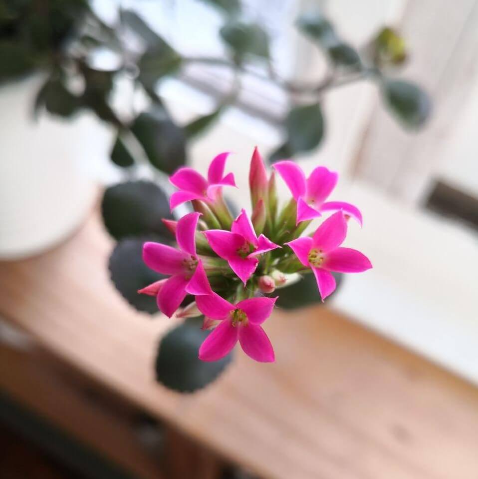 Feature image of Kalanchoe