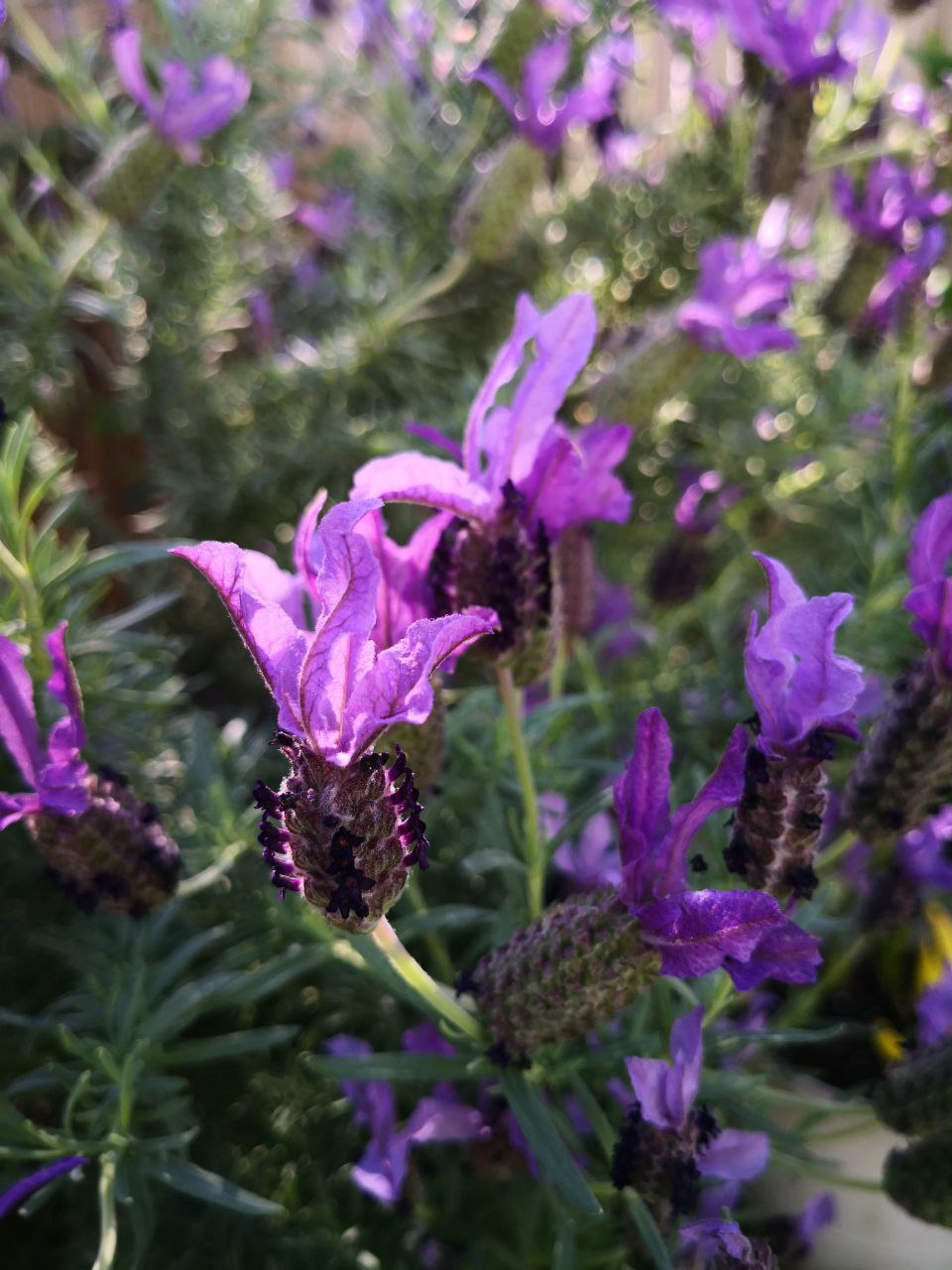 Photo Gallery Image of Lavender