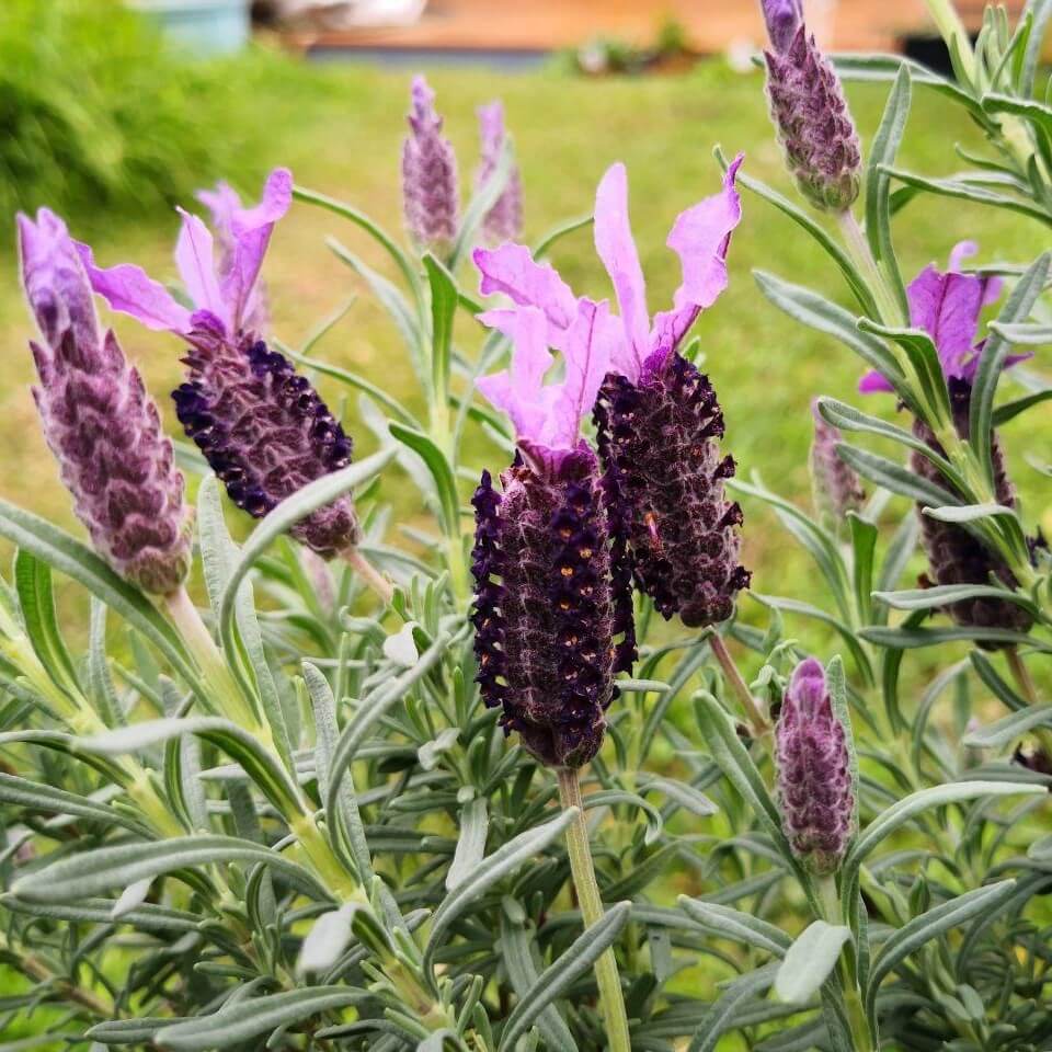 Feature image of Lavender