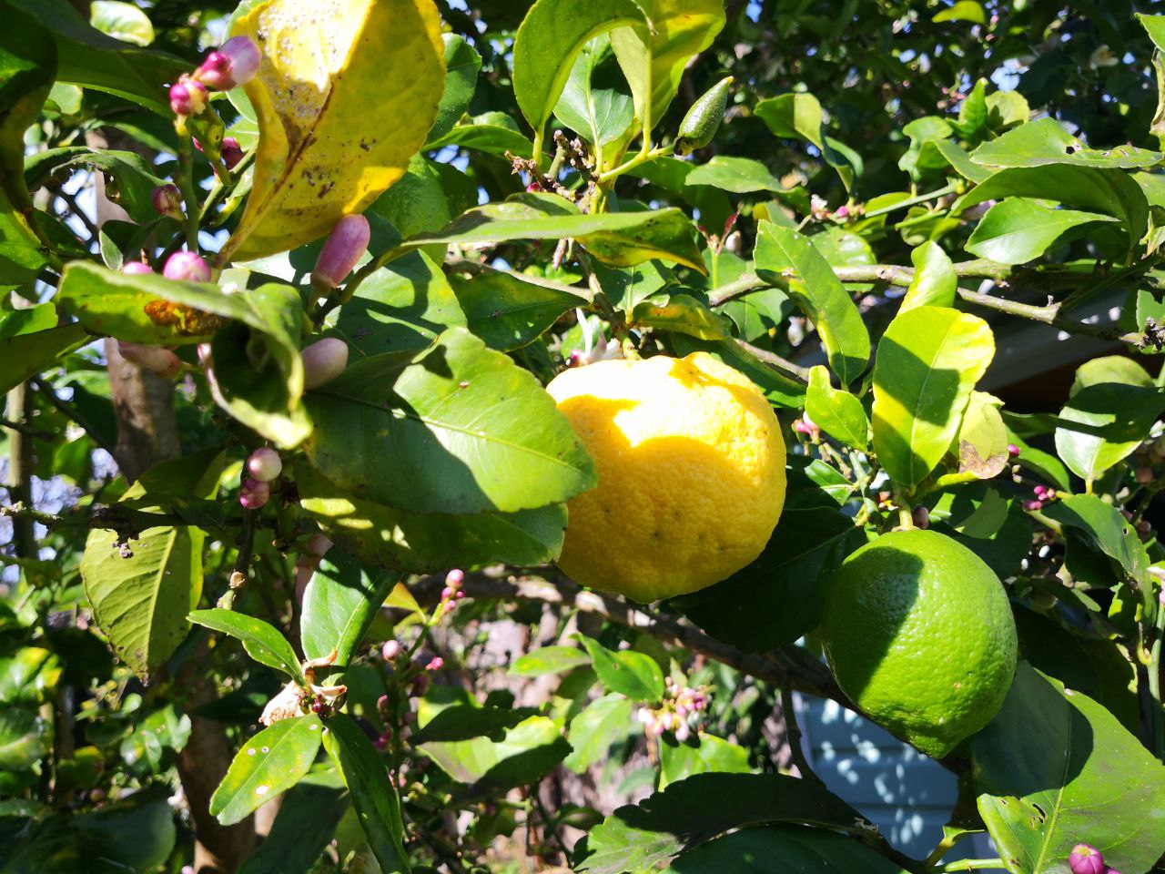 Photo Gallery Image of Lemon