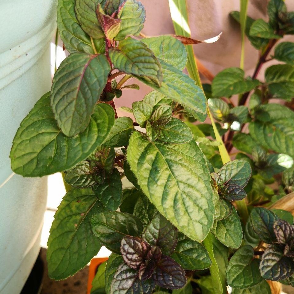 Feature image of Mint (Berries and cream)