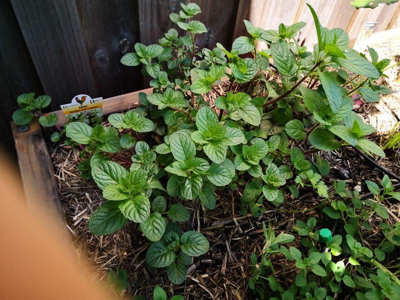 Photo Gallery Image of Mint (Berries and cream)