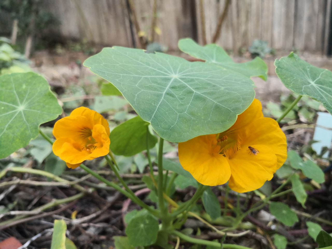 Photo Gallery Image of Nasturtium