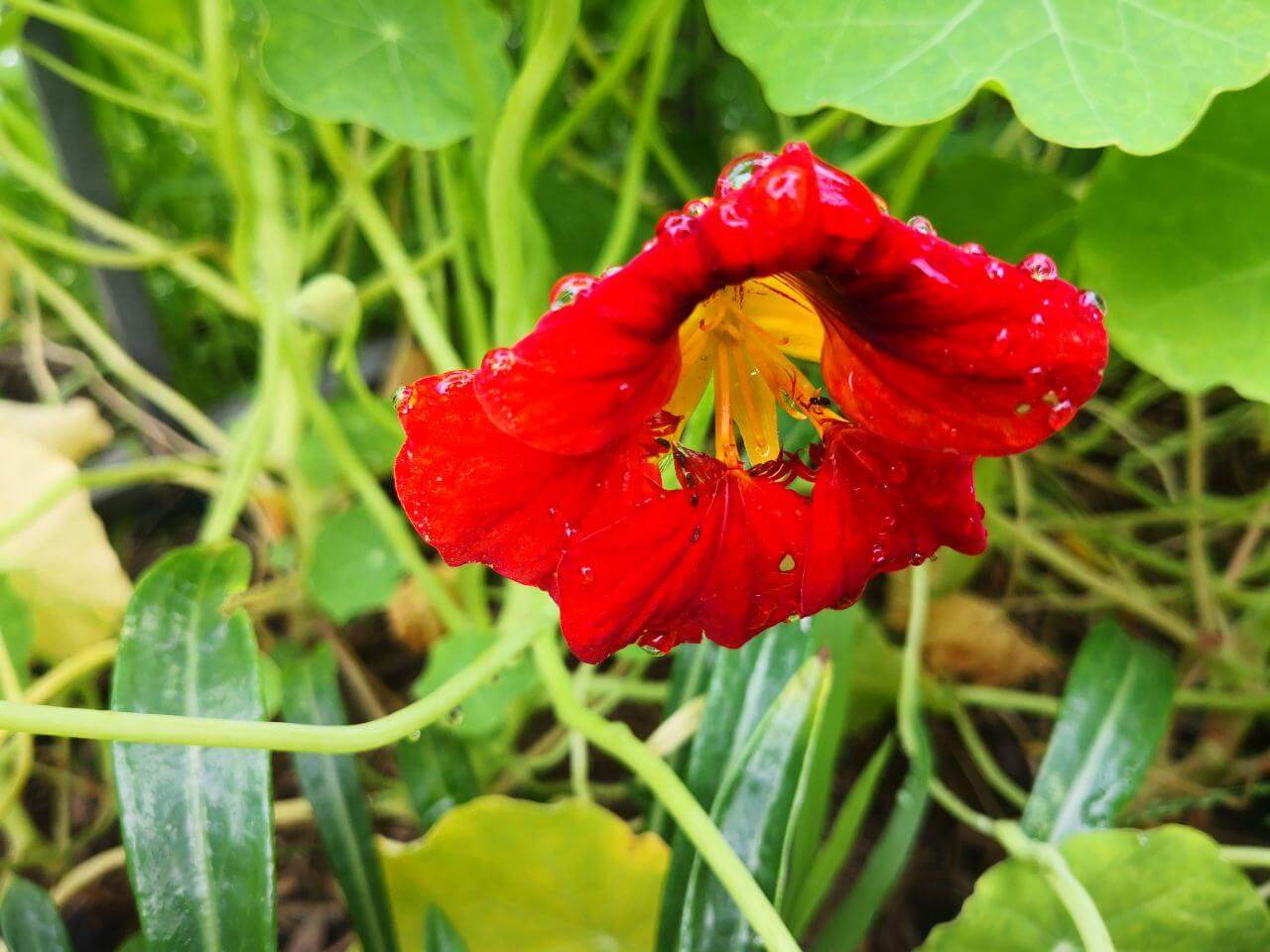 Photo Gallery Image of Nasturtium