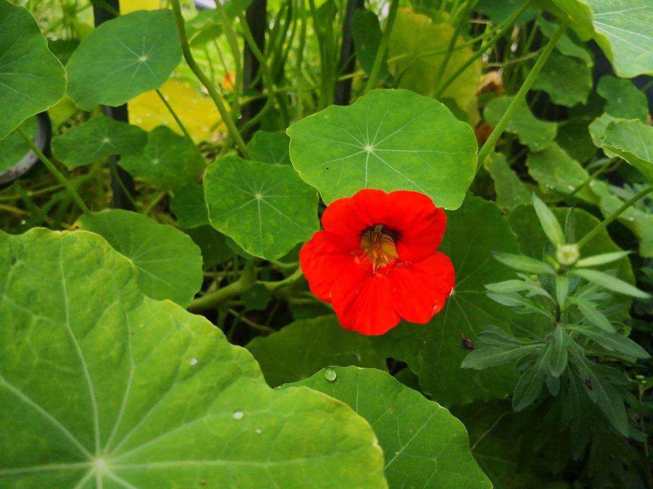 Photo Gallery Image of Nasturtium