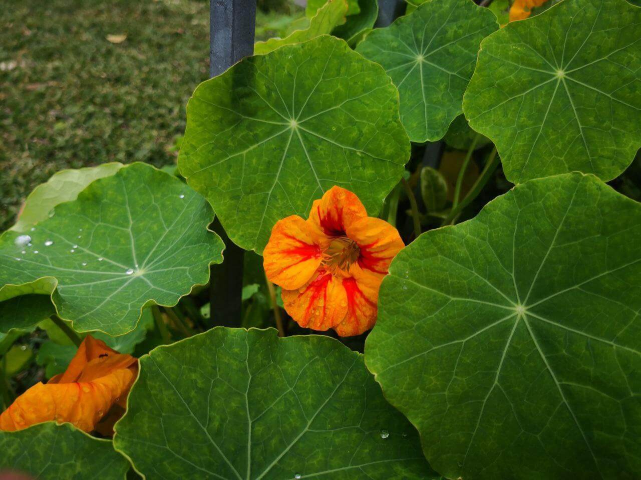 Photo Gallery Image of Nasturtium