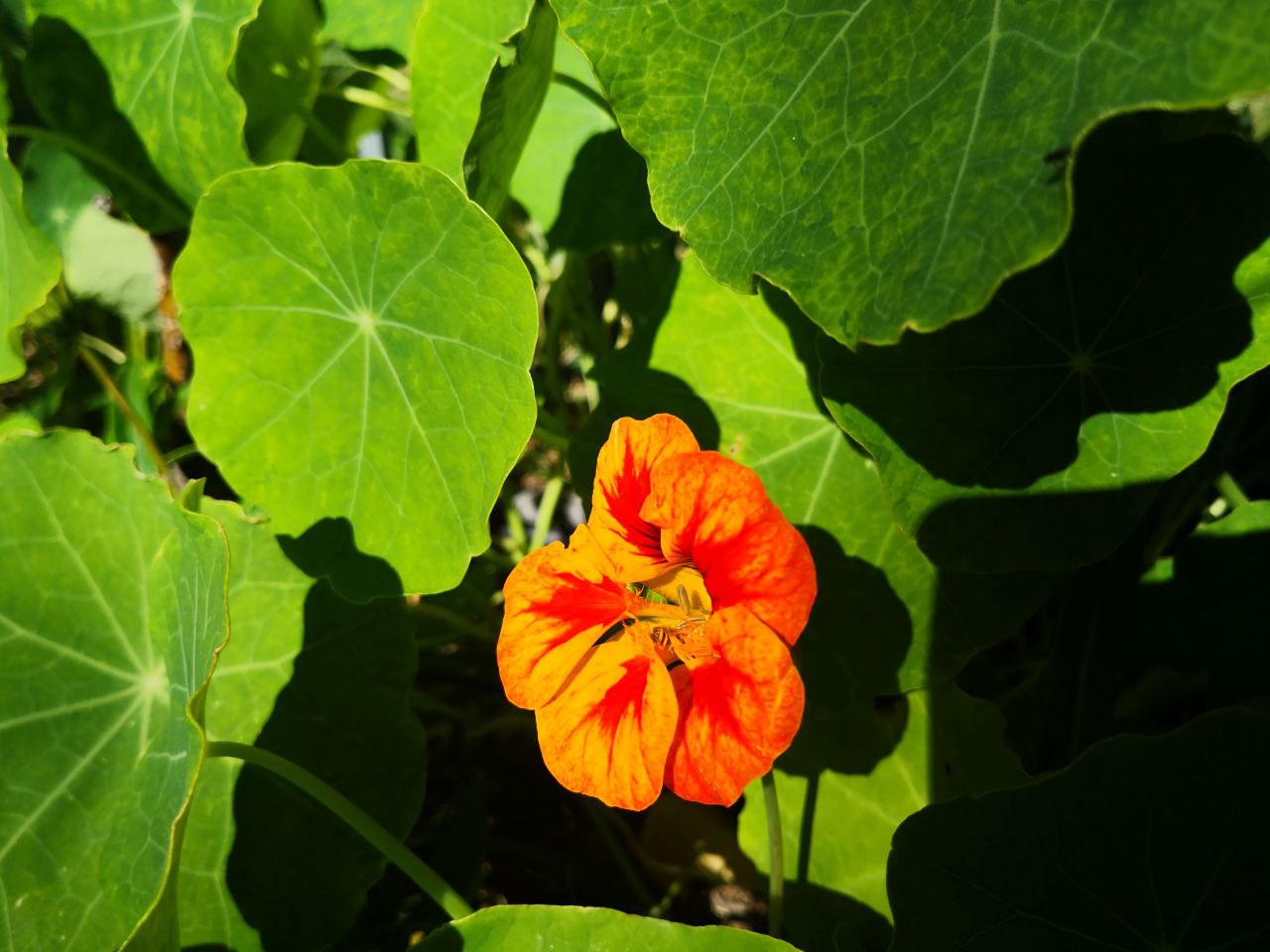 Photo Gallery Image of Nasturtium