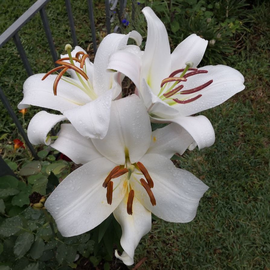 Oriental lily