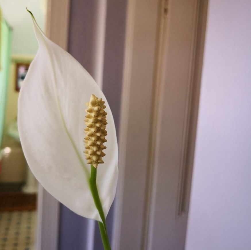 Feature image of Peace Lily