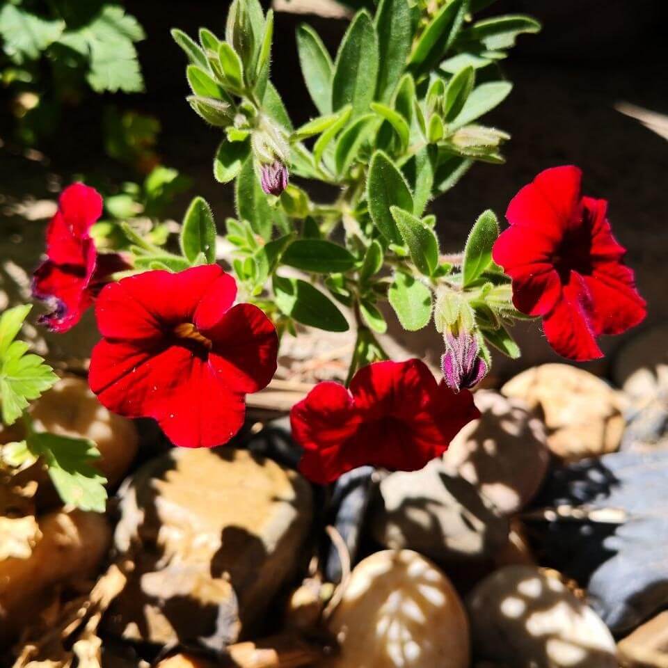 Feature image of Petunia (Red)