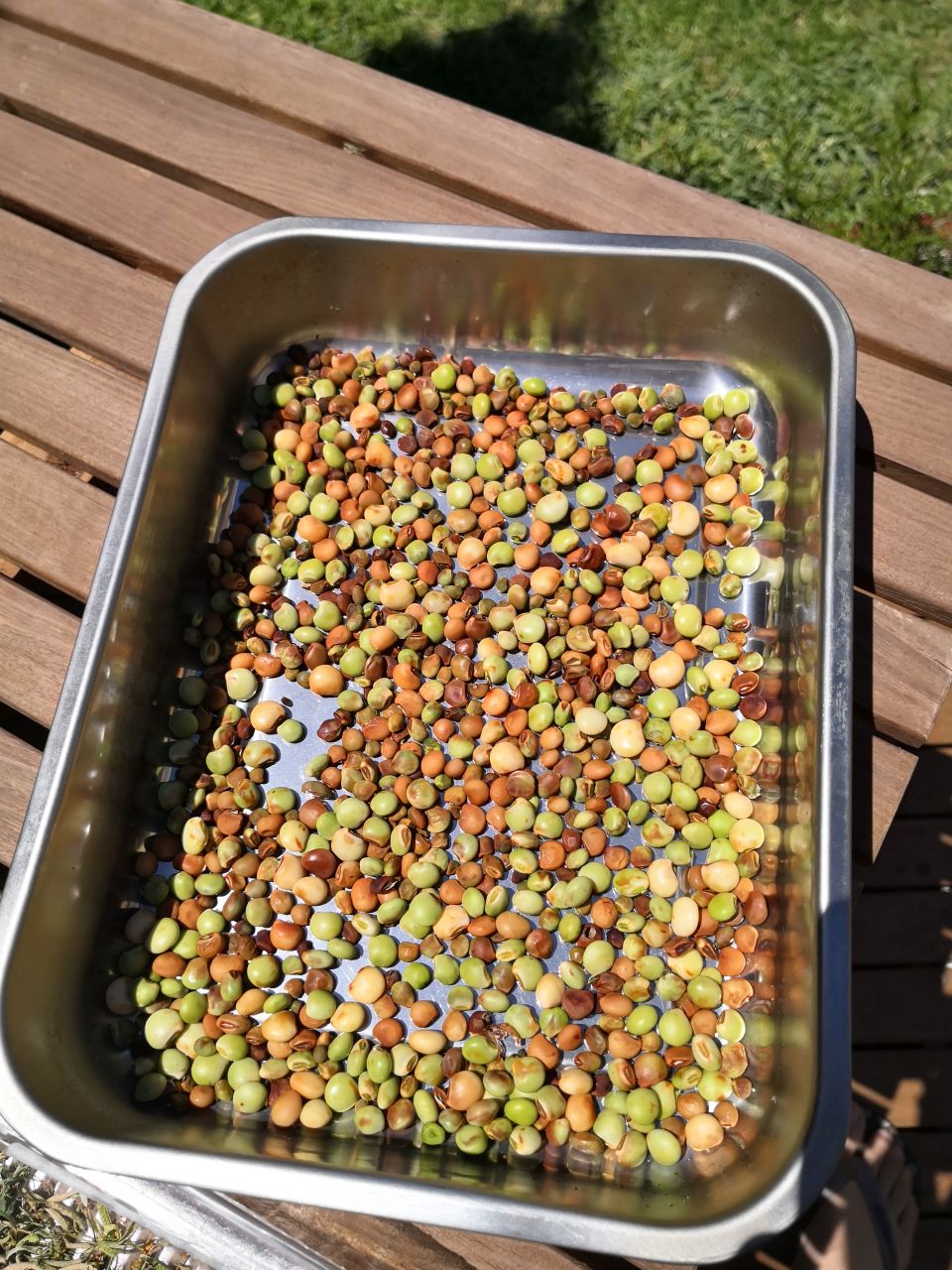Photo Gallery Image of Pigeon Pea